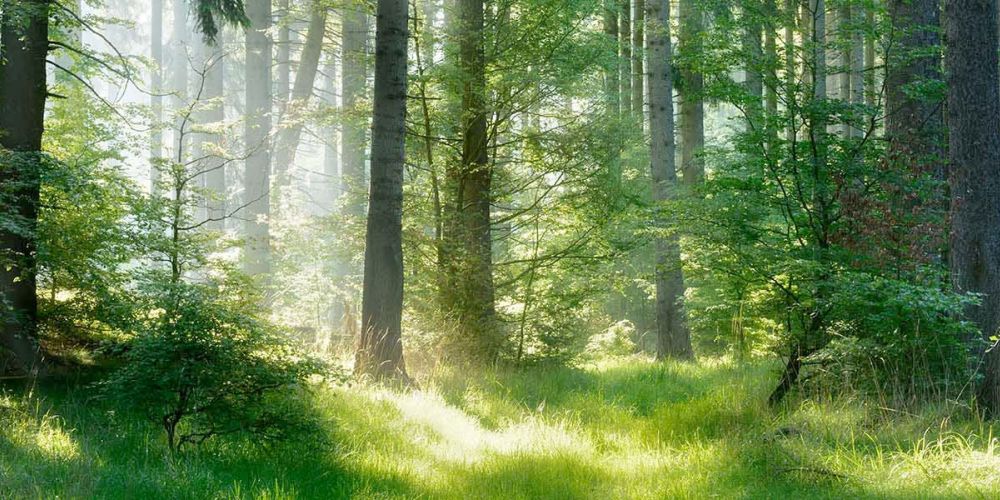 grüner Wald im Sonnenlicht