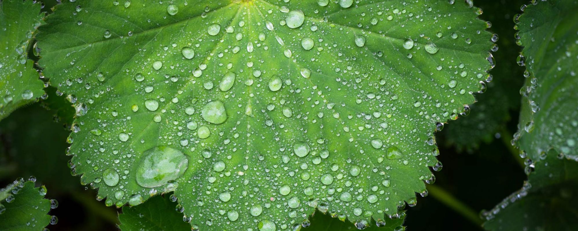 Blatt mit Wassertropfen