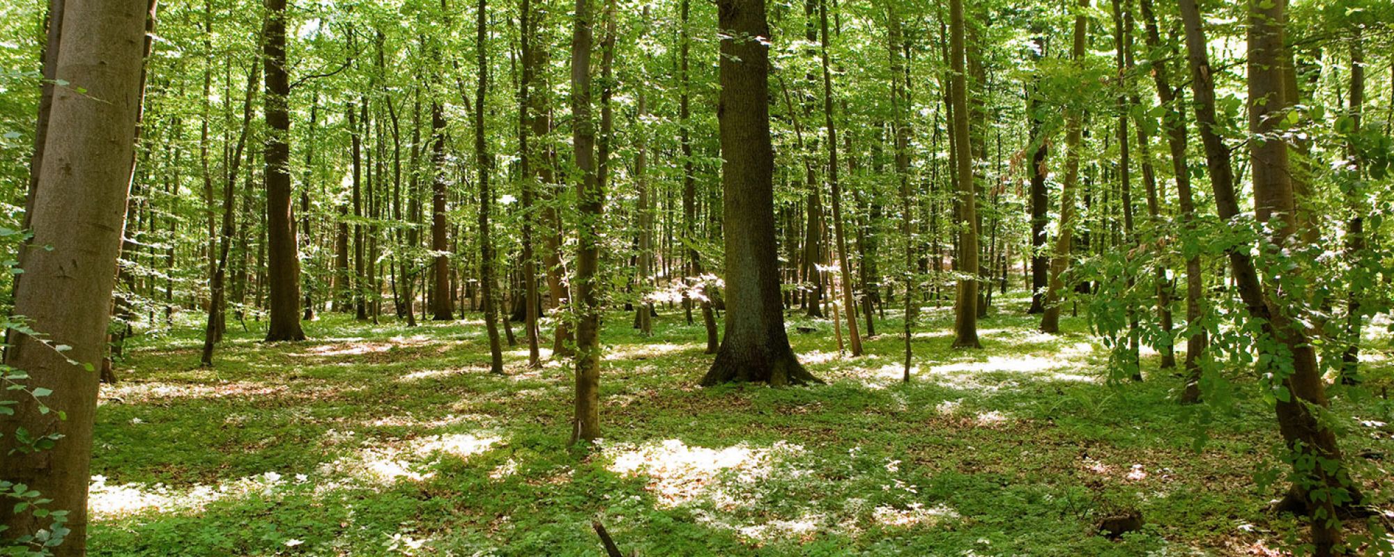 Grüner Wald